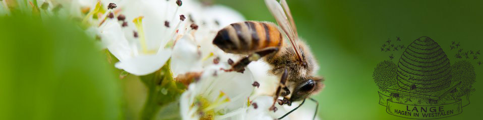 Buckfastbiene Imkerei Lange